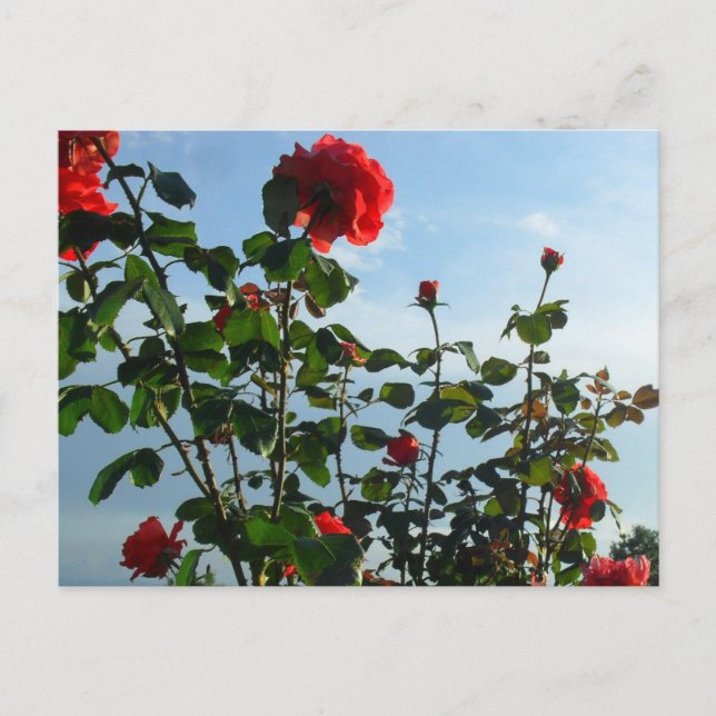 cartão plano de aniversário de saudações (Frente)