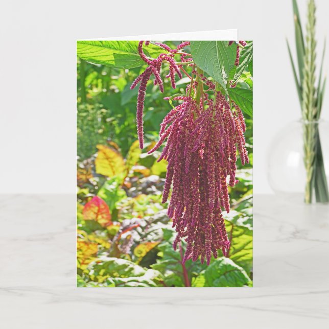 CARTÃO PLANTA "AMOR VIVE BLEEDING" (AMARANTHUS CAUDATUS) (Frente)