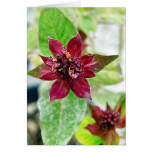 Cartão Planta bonito