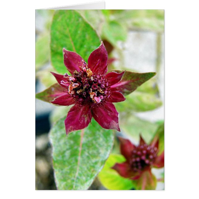 Cartão Planta bonito (Frente)