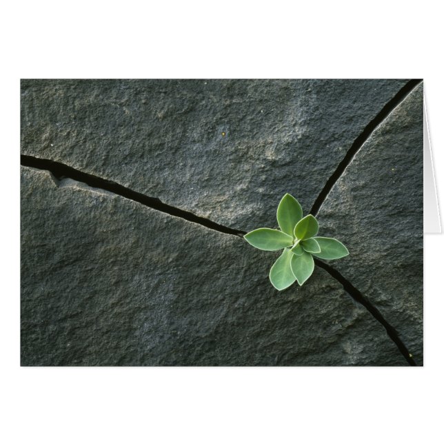 Cartão Planta crescendo em rocha rachada (Frente Horizontal)