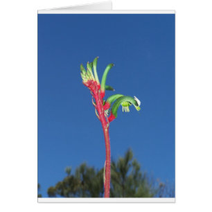 CARTÃO PLANTA DA PATA DE CANGURU