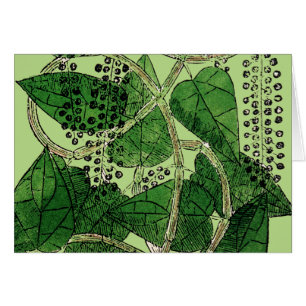 Cartão Planta da pimenta preta, 1578