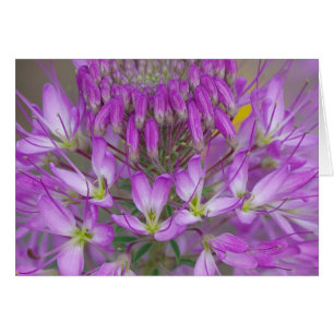 Cartão Planta de abelha de montanha rochosa