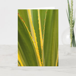 Cartão Planta de Agave Abstrato