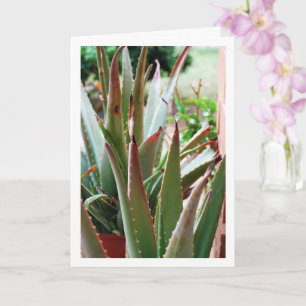 Cartão Planta de Aloe Vera