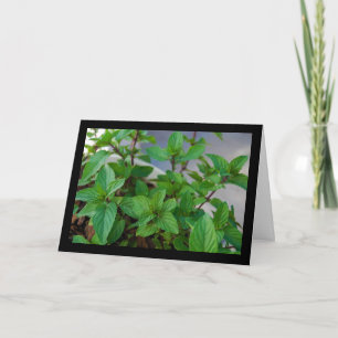 Cartão Planta de Hortelã Herbácea