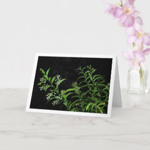 Cartão Planta de Jasmine no Retrato Noturno
