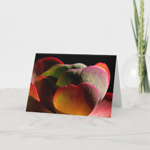 Cartão Planta Desértica Suculta