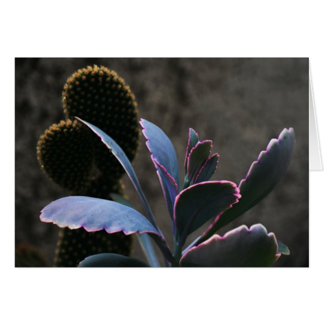 Cartão Planta do deserto (Frente Horizontal)