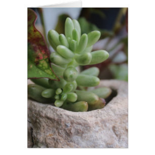 Cartão Planta do Succulent