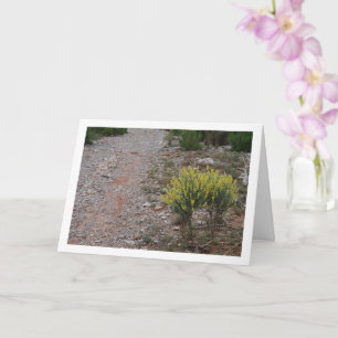 Cartão Planta Fabale, Anthyllis Cytisoides