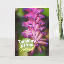 Cartão Planta Flor de Fósforo Roxo Rosa Bonito