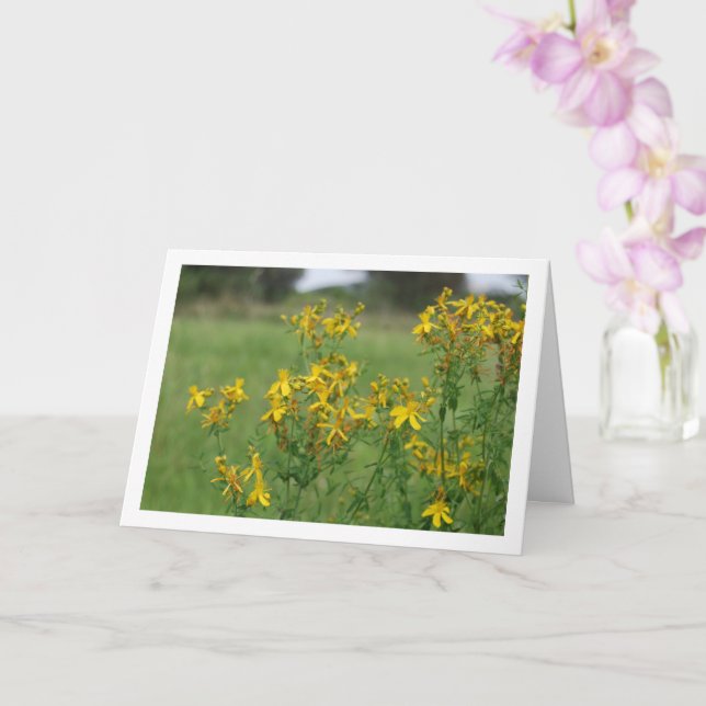 Cartão Planta Florida de Erva de São João Perfurada (Orquídea)