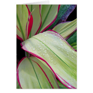 Cartão Planta havaiana do Ti