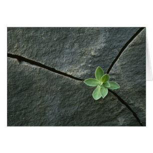 Cartão Planta que cresce em Boulder rachado