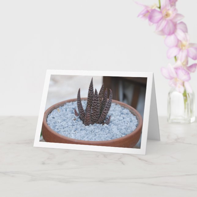 Cartão Planta Suculenta Aloe Twilight Zone (Orquídea)