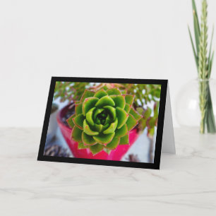 Cartão Planta Suculenta Lipstick Echeveria