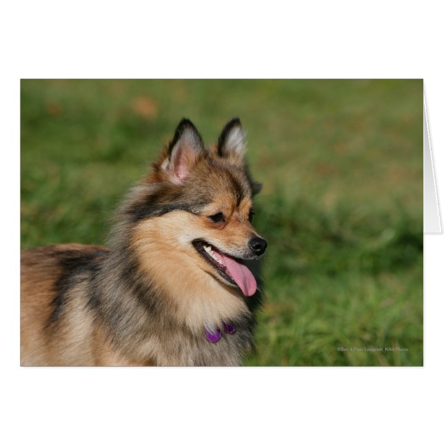 Cartão Plantação de Captura de Pomerânia (Frente Horizontal)