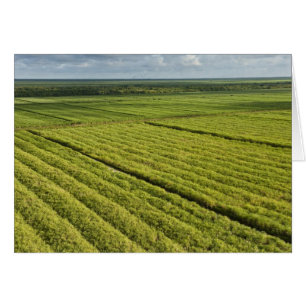 Cartão Plantações de Cana-de-Açúcar, Guiana