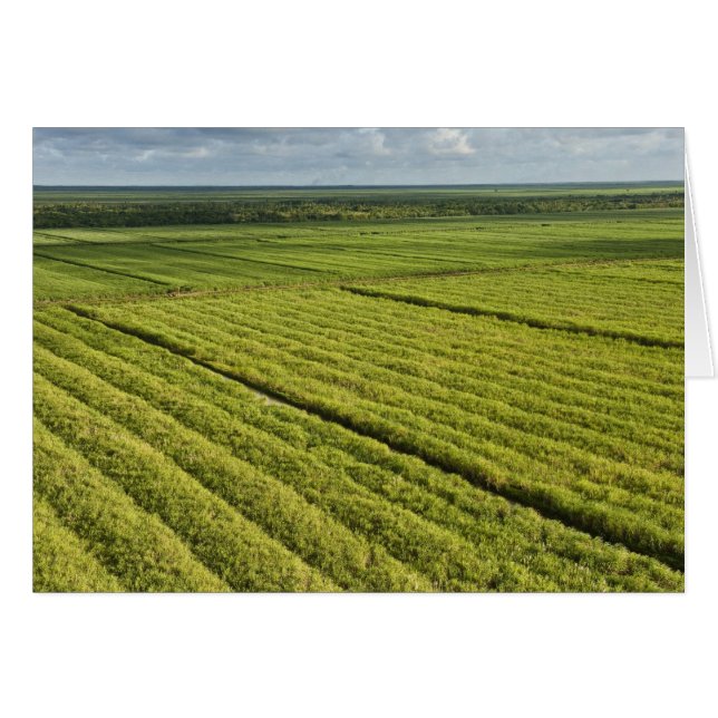 Cartão Plantações de Cana-de-Açúcar, Guiana (Frente Horizontal)