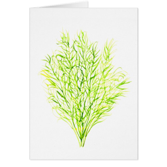 Cartão Plantas aromáticas Dill Watercolor (Frente)