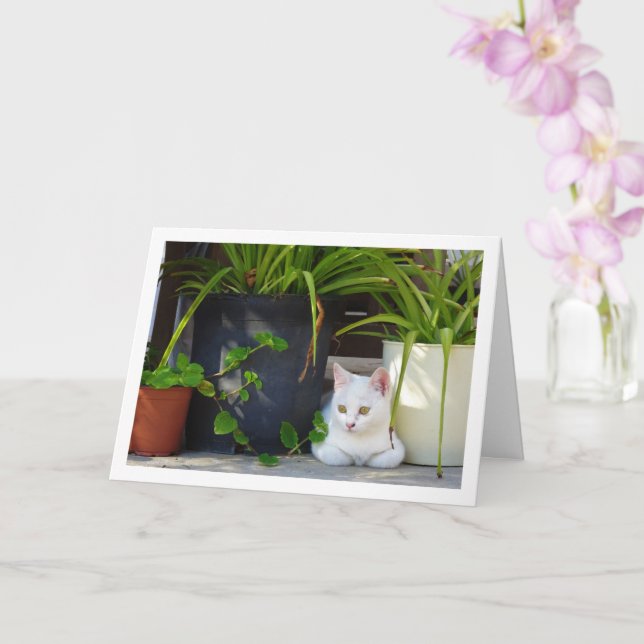 Cartão Plantas Brancas de Kitten e Jardim (Orquídea)