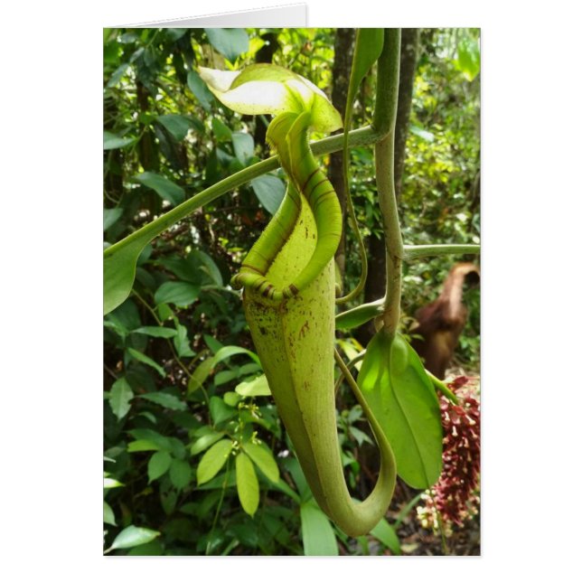 Cartão Plantas carnívoras de planta de jarro (Frente)