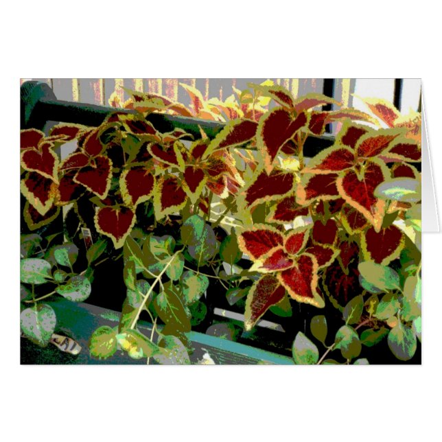 Cartão Plantas Coleus (Frente Horizontal)