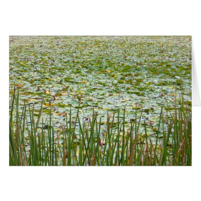 Cartão plantas da lagoa (Frente Horizontal)