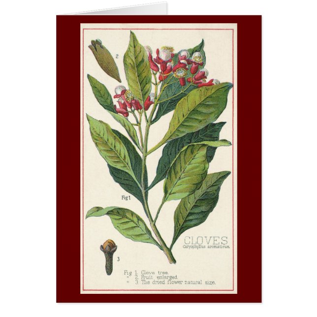 Cartão Plantas De Comida Vintage (Frente)