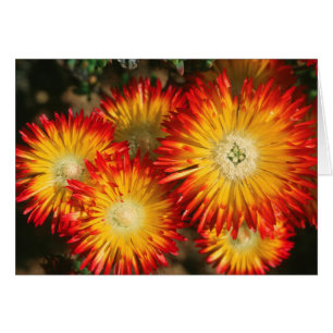 Cartão Plantas De Gelo (Lampranthus Aureus) Em Sangue