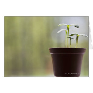 Cartão Plantas de girassol que brotam em pote