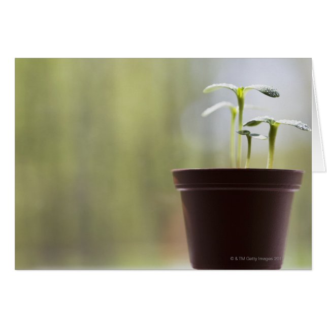 Cartão Plantas de girassol que brotam em pote (Frente Horizontal)