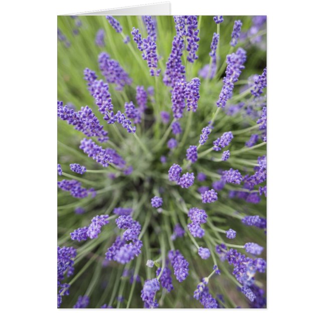 Cartão Plantas de lavanda (Frente)