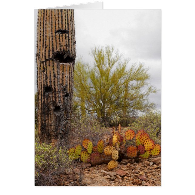 Cartão Plantas do deserto (Frente)