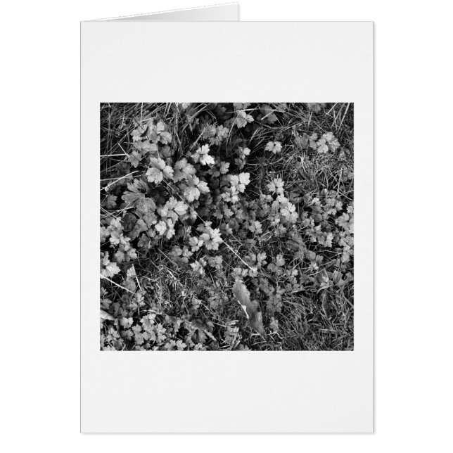 Cartão Plantas e erva (Frente)