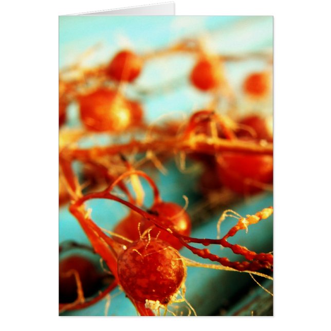 Cartão Plantas marinhas (Frente)