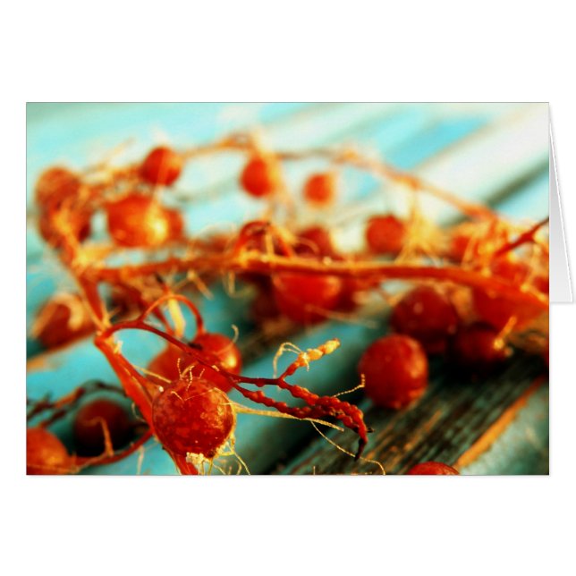 Cartão Plantas marinhas (Frente Horizontal)