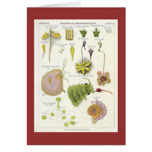 Cartão Plantas parasíticas & carnívoras