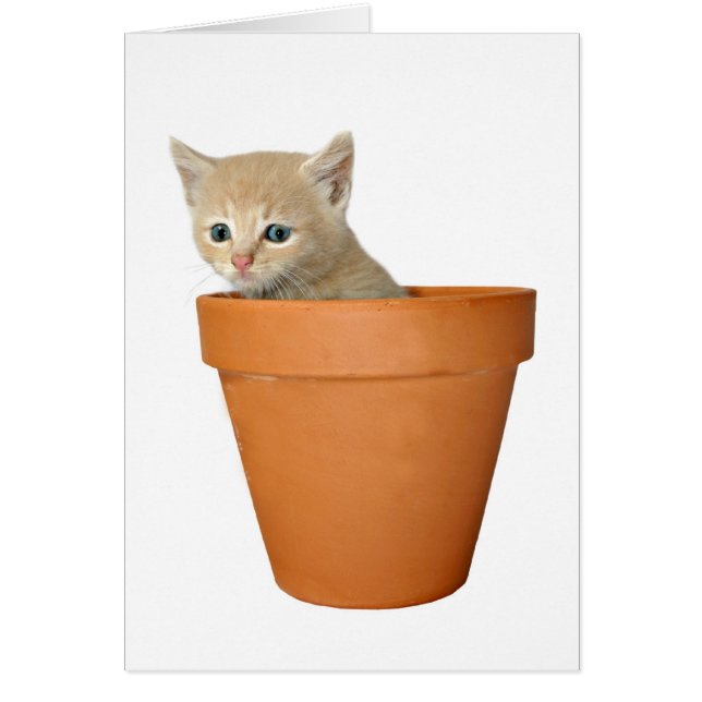 Cartão Plante algum amor (Frente)