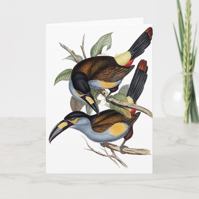 Cartão Plate-billed Mountain Toucan (Frente)