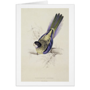 Cartão Platycercus Brownii, ou Parrakeet de Brown (placa