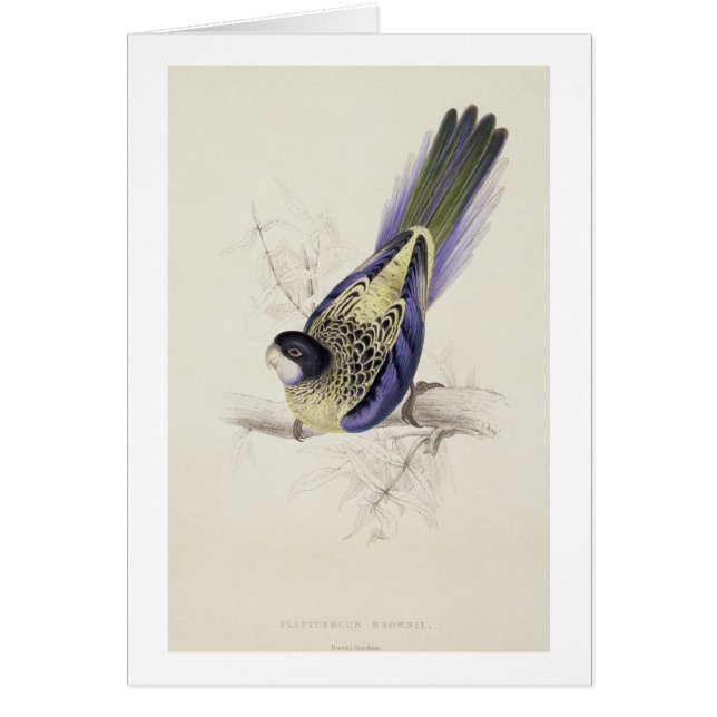 Cartão Platycercus Brownii, ou Parrakeet de Brown (placa (Frente)