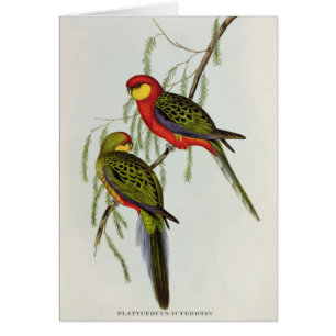 Cartão Platycercus Icterotis