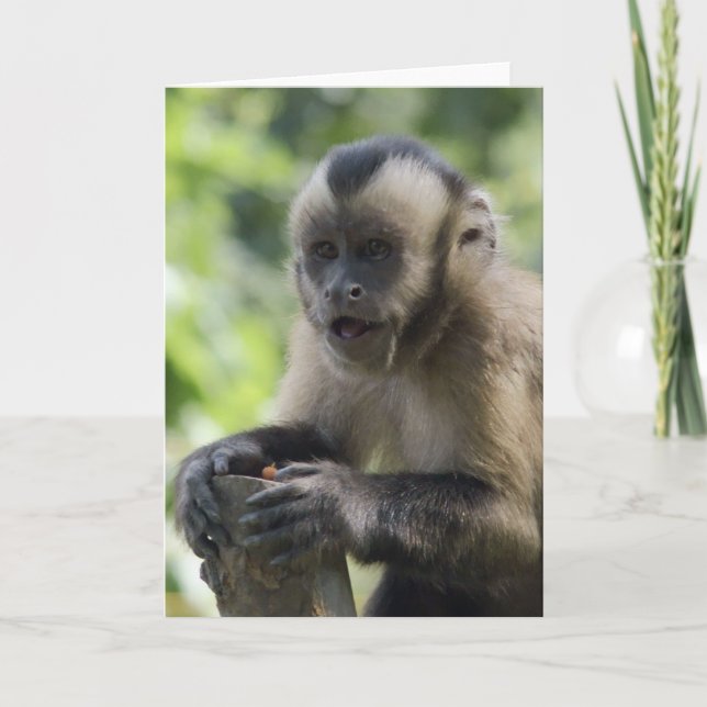 Cartão Playful Monkey  Greeting Card (Frente)