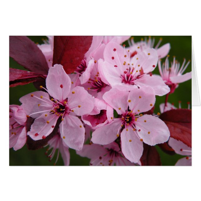 Cartão Plum de Flor - Placa de Vazio (Frente Horizontal)