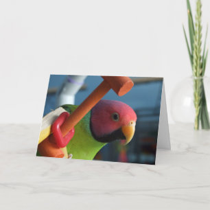 Cartão Plum Headed Parakeet Greeting Card