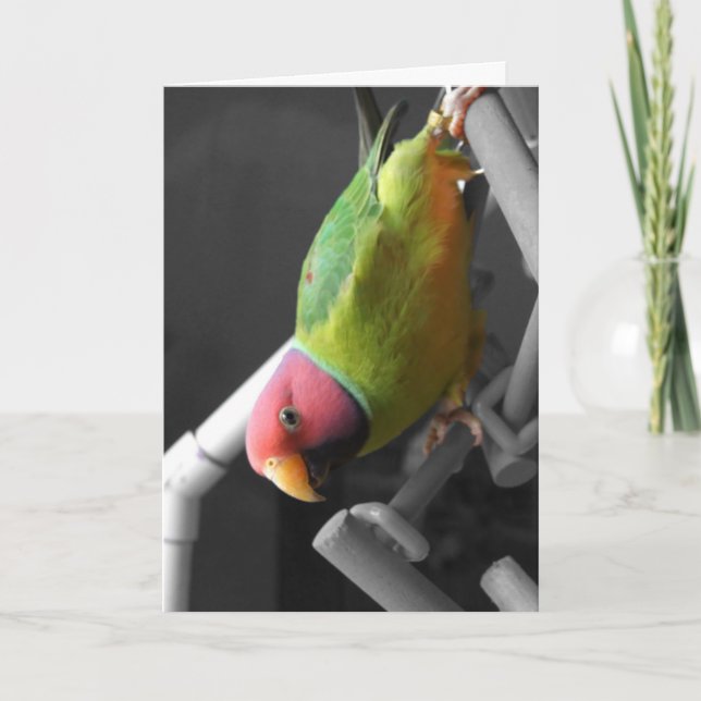 Cartão Plum Headed Parakeet Greeting Card (Frente)