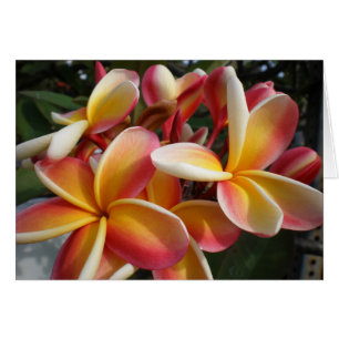 Cartão plumeria